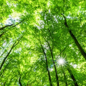 Research - when do universities need to think about charity law?