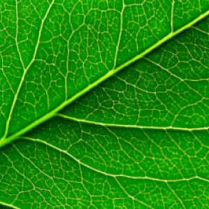 The urgent need for data centres versus the protection of the Green Belt