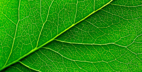  The environment